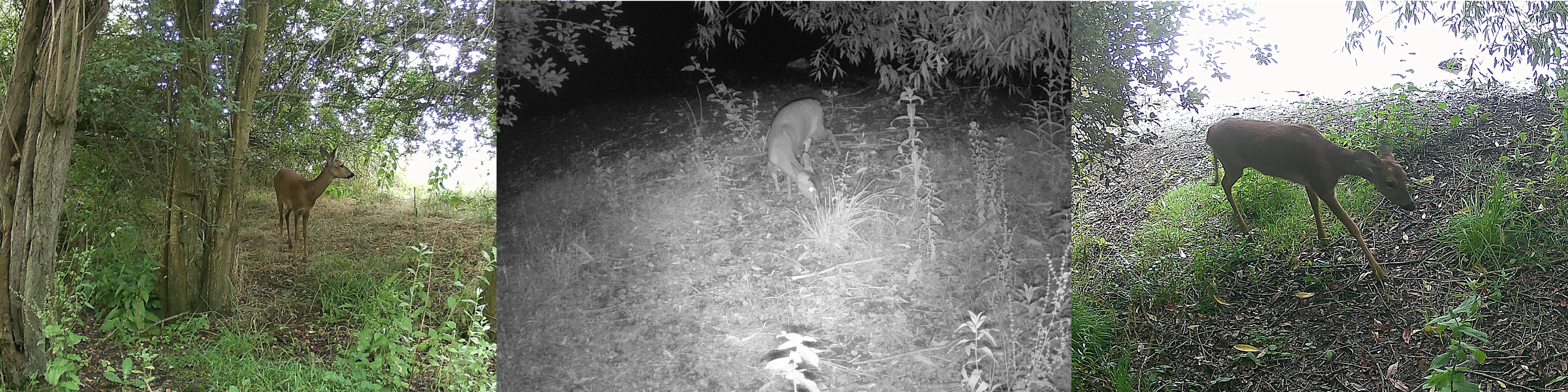 deer_1